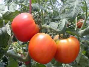 廣州水果蔬菜配送公司 企業(yè)單位團(tuán)體餐管理與農(nóng)副產(chǎn)品批發(fā)的專業(yè)解決方案